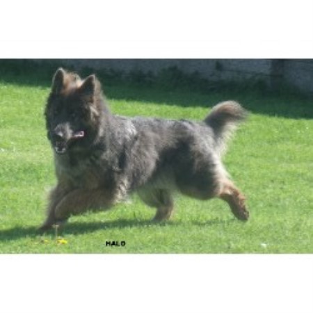 Losiradream German Shepherd Dog Breeder In Kilmarnock North Ayrshire