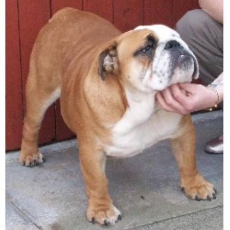 Dog Rescue Irvine Ayrshire Dog Rescue Irvine Ayrshire