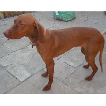 Dog boarding chandlers ford #7