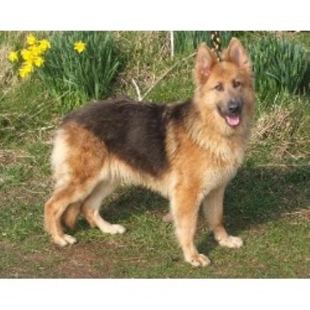 Gurneys German Shepherds German Shepherd Dog Breeder In