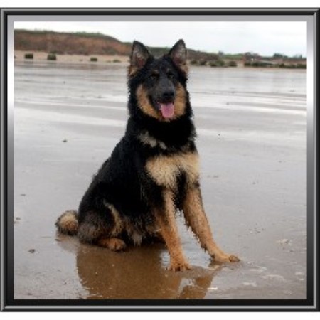 calmholme german shepherds