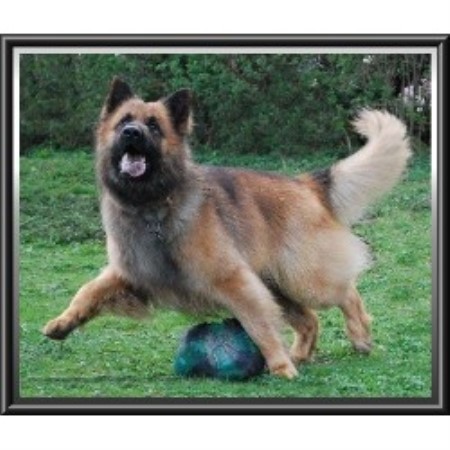 calmholme german shepherds