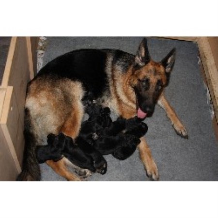 Tetney Gsd German Shepherd Dog Breeder In North Somercotes Lincolnshire