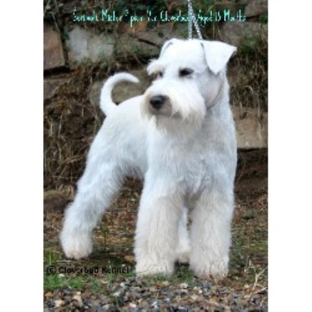 Miniature Schnauzer Rescue Dogs Cumbria Miniature Schnauzer Rescue Dogs Cumbria
