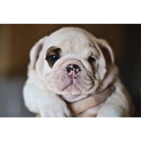 Muzzleflash English Bulldog breeder