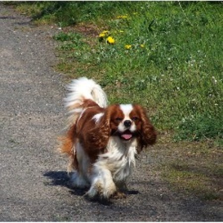 Havanese Dog For Sale Perth Havanese Dog For Sale Perth