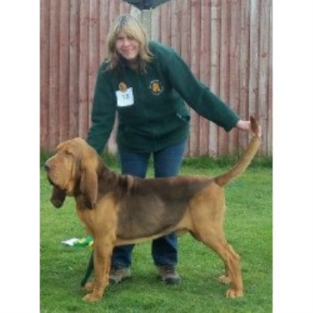 Bloodhound Breeder 20346