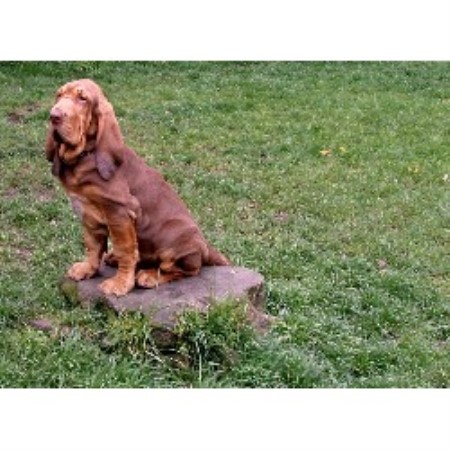 Scentall Bloodhounds