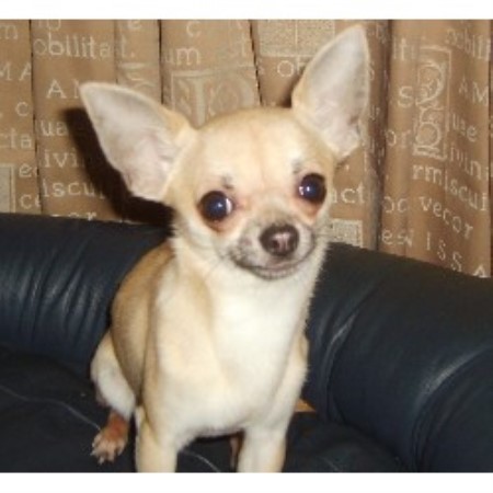 Brownhills Chihuahua Mad, Chihuahua Stud in Walsall, West Midlands