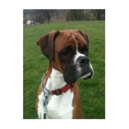 boxer breeders yorkshire