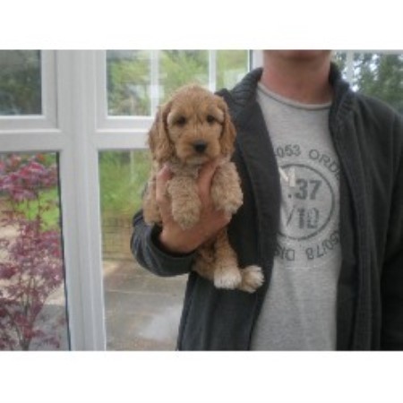 cockapoo stud service