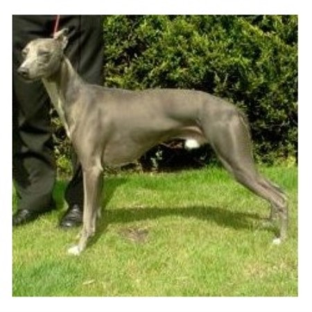 racing whippets for sale
