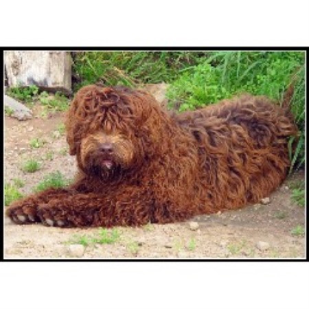 Doodle Dogs For Sale Scotland Doodle Dogs For Sale Scotland