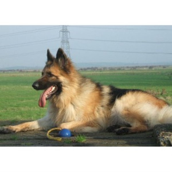 Moonseeker German Shepherds German Shepherd Dog Breeder In Sittingbourne Kent