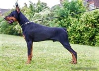Doberman Pinscher thumbnail