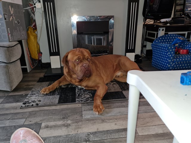 Dogue De Bordeaux Stud 21661