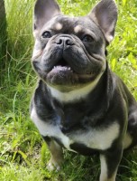 Shaun - French Bulldog Stud