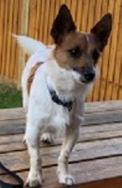 Jack Russell Terrier Stud 21725