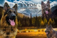 German Shepherd Dog thumbnail