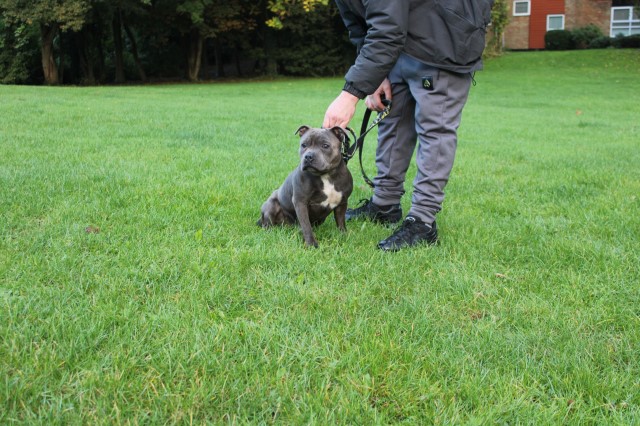 Staffordshire Bull Terrier Stud 21797