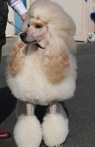 Mullachbui Standard Poodle Assured Breeders