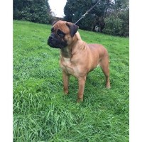 Eternalpride-GlamGlow Bullmastiff breeder