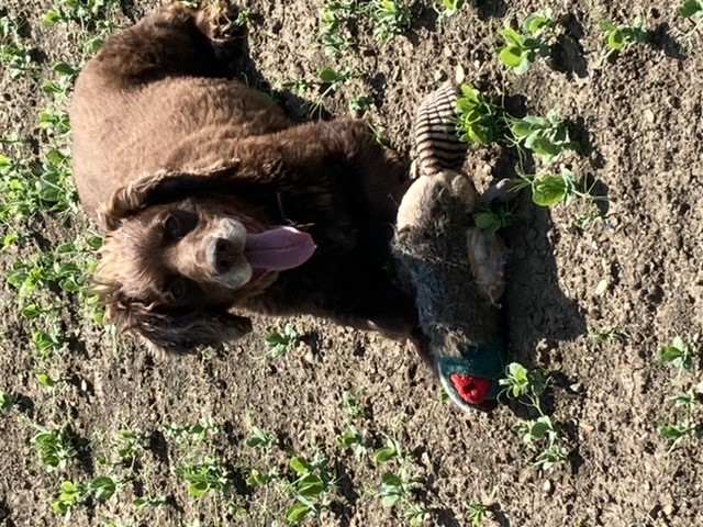 English Cocker Spaniel Stud 21624