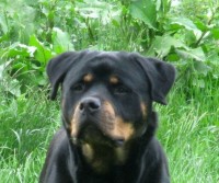 Rottweiler thumbnail