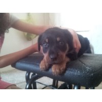 Maxrotties Rottweiler breeder