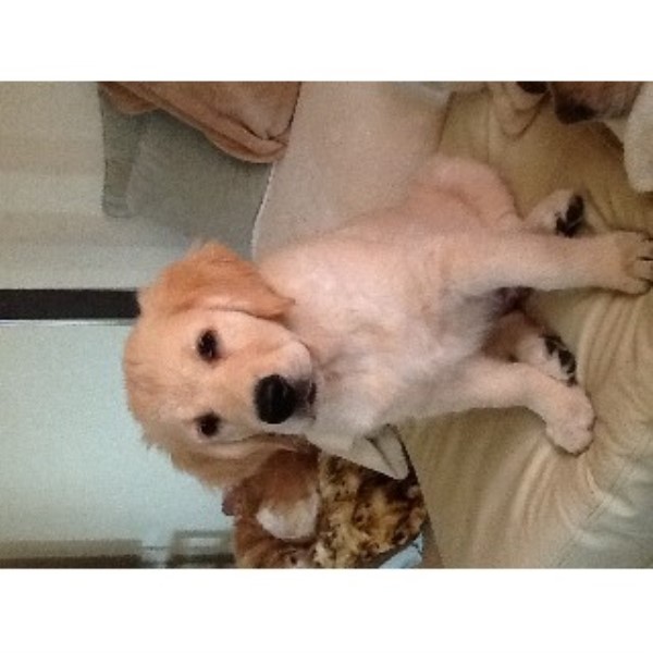 golden retriever puppies for sale in wiltshire murprila in amesbury salisbury wiltshire golden retriever puppies for sale in wiltshire murprila in amesbury salisbury wiltshire