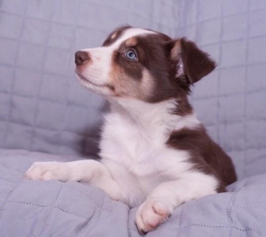 Border Collie Breeder 11353