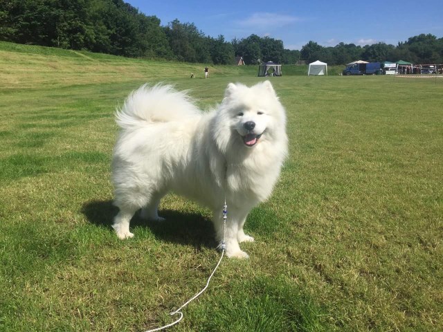 Wintertide Samoyeds