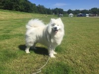 Samoyed thumbnail