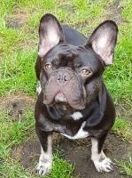 Shaun - French Bulldog Stud