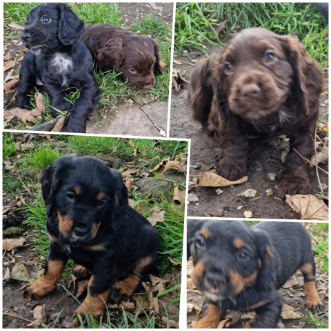 English Cocker Spaniel Breeder 21362