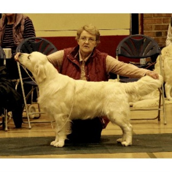 West Highland Dog For Sale For Sale Wales West Highland Dog For Sale For Sale Wales