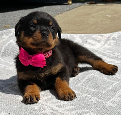 Rottweiler Breeder 21785