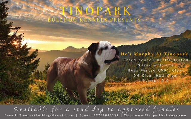 TINOPARK BULLDOGS