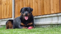 Rottweiler thumbnail