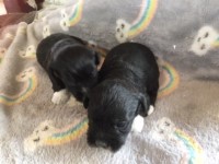 Miniature Schnauzer thumbnail