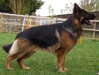 miss glenys wilson - German Shepherd Dog Stud