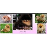 Pomeranian thumbnail