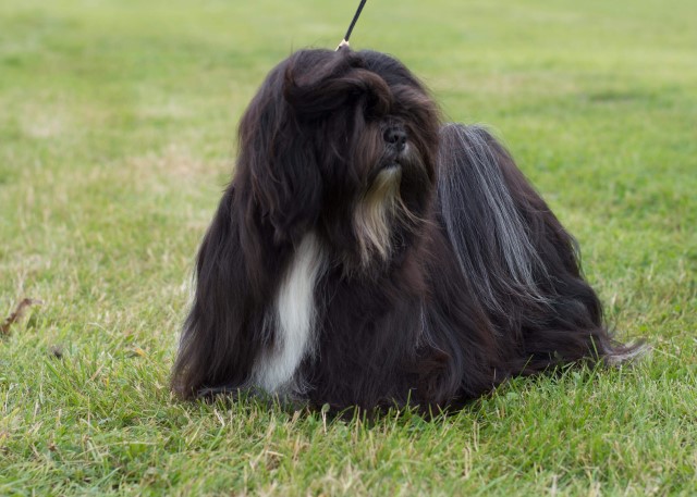 Lhasa Apso Stud 13162