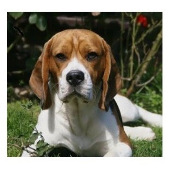 Treblellean Beagles, Beagle Breeder For Sale In Scotland UK