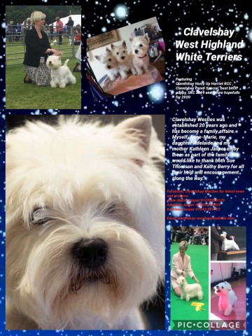 Clavelshay West Highland White Terriers