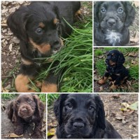 Castle cockers English Cocker Spaniel breeder