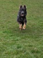 Shanice - German Shepherd Dog Stud