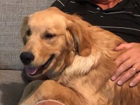 Ann - Golden Retriever Stud