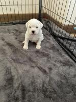 Paula Keen - English Bulldog Breeder English Bulldog breeder