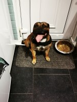 Mr Staffordshire Bull Terrier breeder